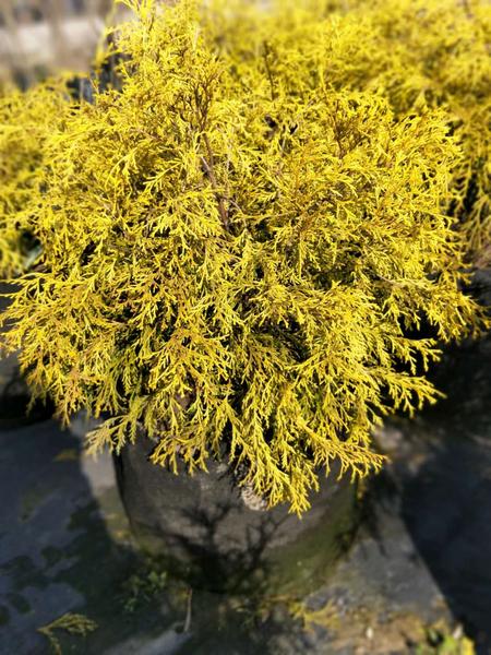 黄金花柏1.jpg