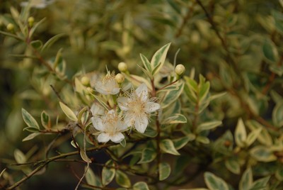 花叶香桃木.jpg