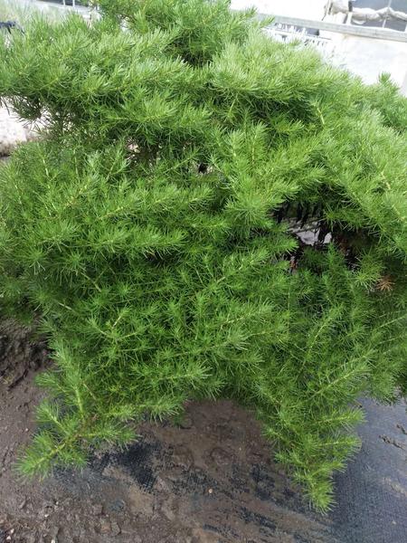朝雾草.jpg
