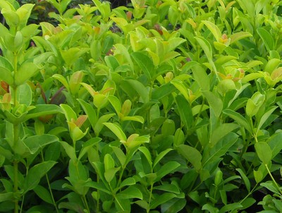 欧洲荚蒾.jpg