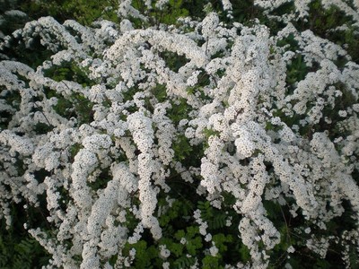 喷雪花.jpg