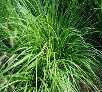 细叶苔草_看图王.jpg